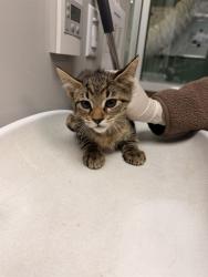 Shelter Stray Male Cat last seen Near BLOCK DE WAIDE AVE, HEMET CITY, 581 S Grand Ave, San Jacinto, CA 92582, USA