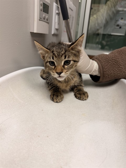 Shelter Stray Male Cat last seen Near BLOCK DE WAIDE AVE, HEMET CITY, 581 S Grand Ave, San Jacinto, CA 92582, USA