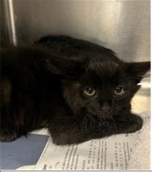 Shelter Stray Female Cat last seen , 14409 Vanowen St, Van Nuys, CA 91405, USA