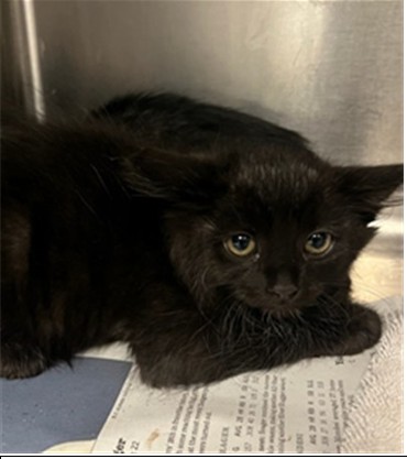Shelter Stray Female Cat last seen , 14409 Vanowen St, Van Nuys, CA 91405, USA