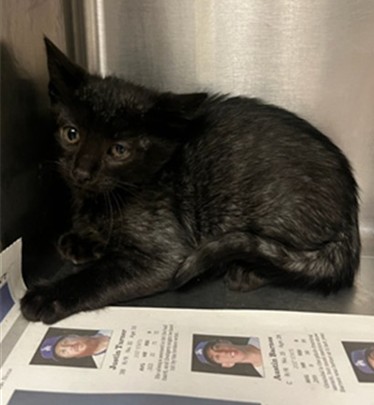 Shelter Stray Male Cat last seen , 14409 Vanowen St, Van Nuys, CA 91405, USA