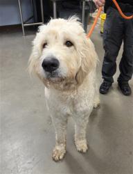 Shelter Stray Male Dog last seen GRAND AVE AND HAPPY VALLEY RD, 2500 S 27th Ave, Phoenix, AZ 85009, USA