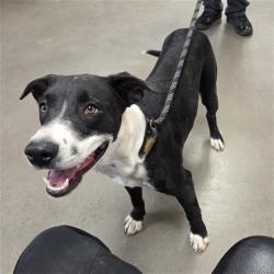 Shelter Stray Male Dog last seen GRAND AVE AND HAPPY VALLEY RD, 2500 S 27th Ave, Phoenix, AZ 85009, USA