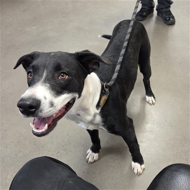 Shelter Stray Male Dog last seen GRAND AVE AND HAPPY VALLEY RD, 2500 S 27th Ave, Phoenix, AZ 85009, USA