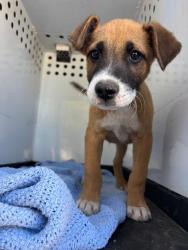 Shelter Stray Male Dog last seen Near BLK CANYON PEAK DR, BAKERSFIELD, CA, 201 S Mt Vernon Ave, Bakersfield, CA 93307, USA