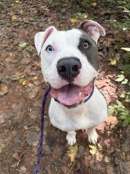 Shelter Stray Male Dog last seen CHARLOTTE, 8315 Byrum Dr, Charlotte, NC 28217, USA