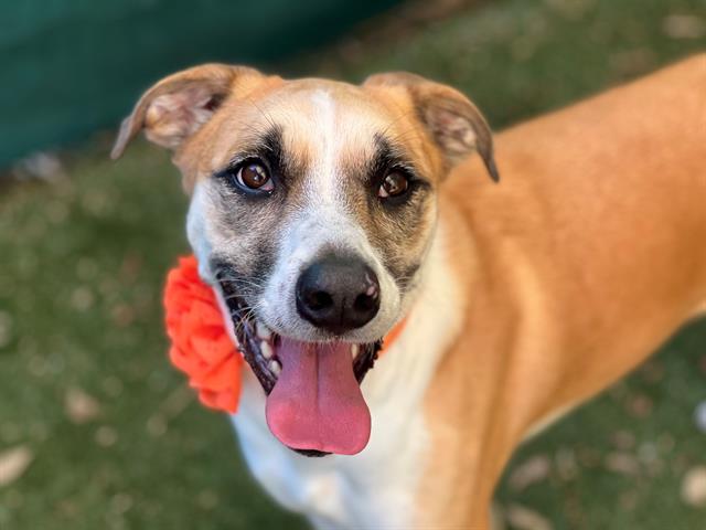 Shelter Stray Female Dog last seen CHARLOTTE, 8315 Byrum Dr, Charlotte, NC 28217, USA