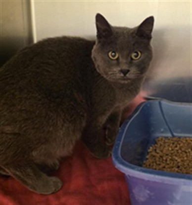 Shelter Stray Unknown Cat last seen Near BLOCK W PARACHUTE DR, 4522 W 3500 S, West Valley City, UT 84120, USA