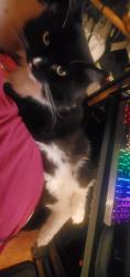 Lost Male Cat last seen Near hague street backyard, Jersey City, NJ 07307