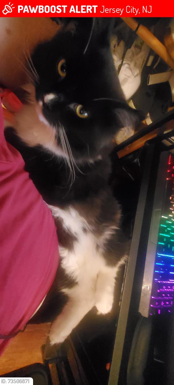 Lost Male Cat last seen Near hague street backyard, Jersey City, NJ 07307