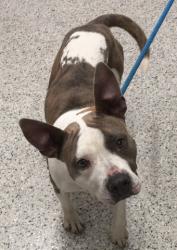 Shelter Stray Female Dog last seen Near BLOCK MANSFIELD ST, DETROIT MI 48228, 1431 E Ferry St, Detroit, MI 48211, USA