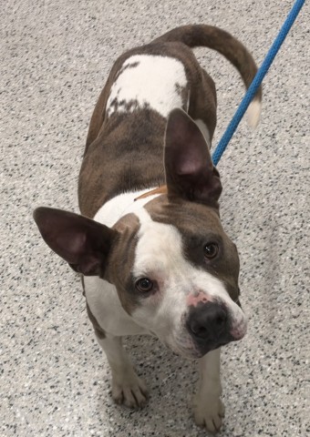 Shelter Stray Female Dog last seen Near BLOCK MANSFIELD ST, DETROIT MI 48228, 1431 E Ferry St, Detroit, MI 48211, USA
