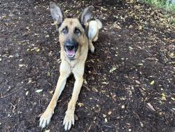 Shelter Stray Male Dog last seen Near BLOCK W BAYAUD AVE DENVER, CO 80223, 1241 W Bayaud Ave, Denver, CO 80223, USA