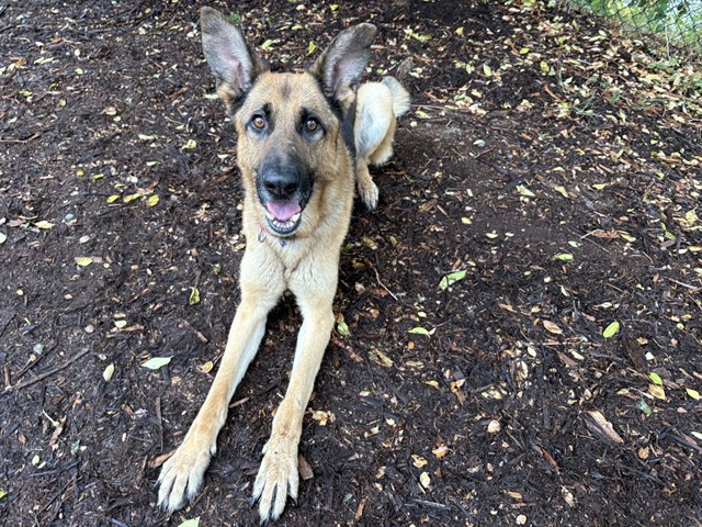 Shelter Stray Male Dog last seen Near BLOCK W BAYAUD AVE DENVER, CO 80223, 1241 W Bayaud Ave, Denver, CO 80223, USA