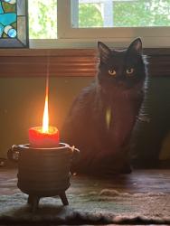 Reunited Female Cat last seen Near SW Nebraska St, Portland, OR 97239, USA, Portland, OR 97239