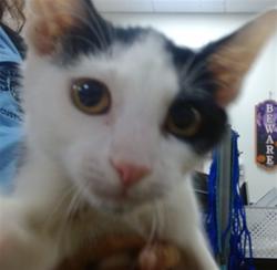 Shelter Stray Male Cat last seen Near BLOCK SW 119 AVE, 3599 NW 79th Ave, Doral, FL 33122, USA