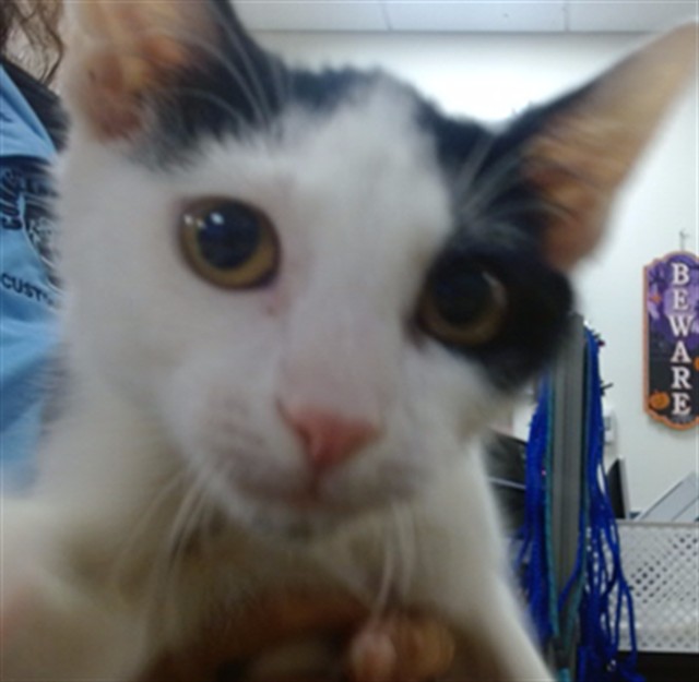 Shelter Stray Male Cat last seen Near BLOCK SW 119 AVE, 3599 NW 79th Ave, Doral, FL 33122, USA