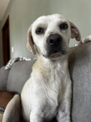 Shelter Stray Male Dog last seen Near APPERSON, 4710 TX-151, San Antonio, TX 78227, USA