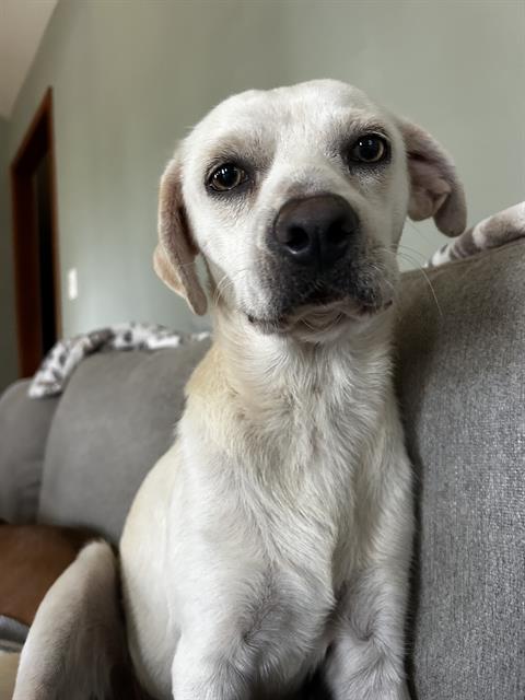 Shelter Stray Male Dog last seen Near APPERSON, 4710 TX-151, San Antonio, TX 78227, USA