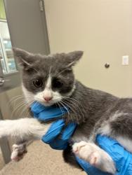 Shelter Stray Male Cat last seen Near BLOCK NIAGARA ST, 12155 Park Blvd, Brighton, CO 80601, USA