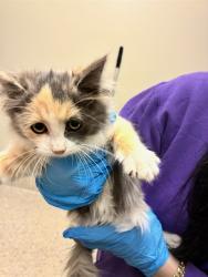 Shelter Stray Female Cat last seen Near BLOCK NIAGARA ST, 12155 Park Blvd, Brighton, CO 80601, USA