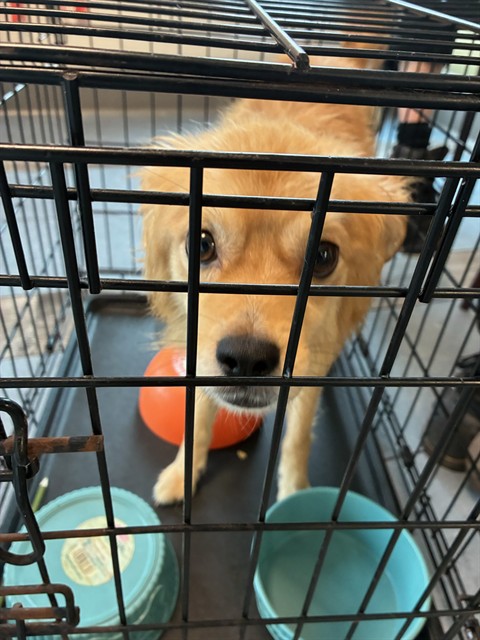 Shelter Stray Male Dog last seen 104TH AND YORK, 12155 Park Blvd, Brighton, CO 80601, USA
