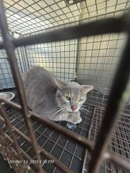 Shelter Stray Male Cat last seen Near BLOCK GOLIAD RD, 4710 TX-151, San Antonio, TX 78227, USA