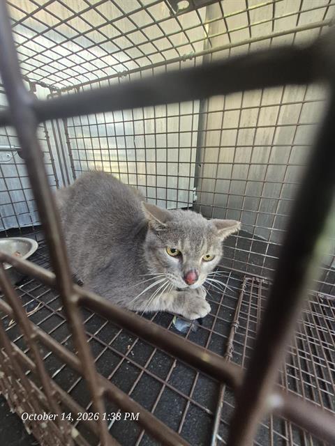 Shelter Stray Male Cat last seen Near BLOCK GOLIAD RD, 4710 TX-151, San Antonio, TX 78227, USA