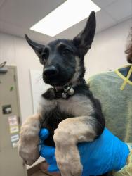 Shelter Stray Male Dog last seen , 4000 N Silverbell Rd, Tucson, AZ 85745, USA