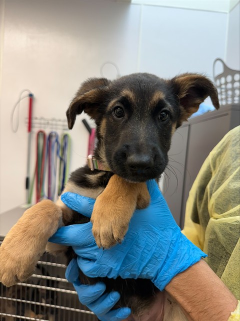 Shelter Stray Male Dog last seen , 4000 N Silverbell Rd, Tucson, AZ 85745, USA