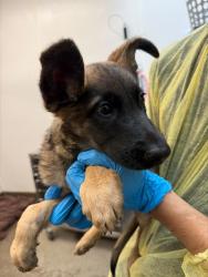 Shelter Stray Male Dog last seen , 4000 N Silverbell Rd, Tucson, AZ 85745, USA