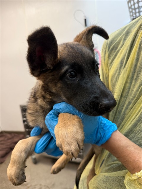 Shelter Stray Male Dog last seen , 4000 N Silverbell Rd, Tucson, AZ 85745, USA