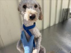 Shelter Stray Male Dog last seen NORMAN AND WATERMAN, 333 Chandler Pl, San Bernardino, CA 92408, USA