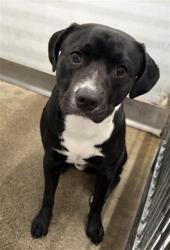 Shelter Stray Male Dog last seen PACIFIC HIGH SCHOOL, 333 Chandler Pl, San Bernardino, CA 92408, USA