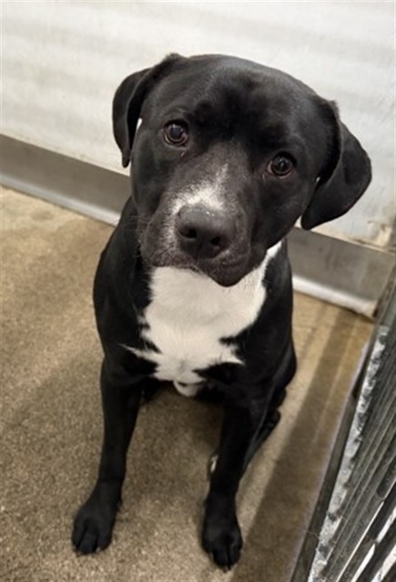 Shelter Stray Male Dog last seen PACIFIC HIGH SCHOOL, 333 Chandler Pl, San Bernardino, CA 92408, USA