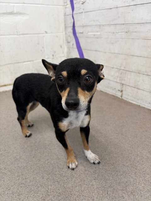 Shelter Stray Male Dog last seen SIERRA & 29TH, 333 Chandler Pl, San Bernardino, CA 92408, USA