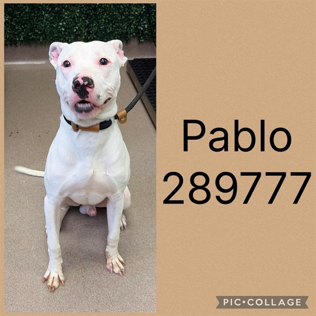 Shelter Stray Male Dog last seen JOHNSON AVE, 4214 Fulton Mill Rd, Macon, GA 31216, USA