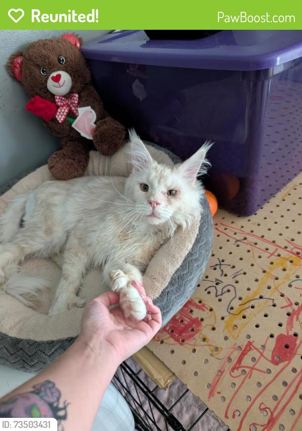 Reunited Male Cat last seen Stapley and University, Mesa, AZ 85203