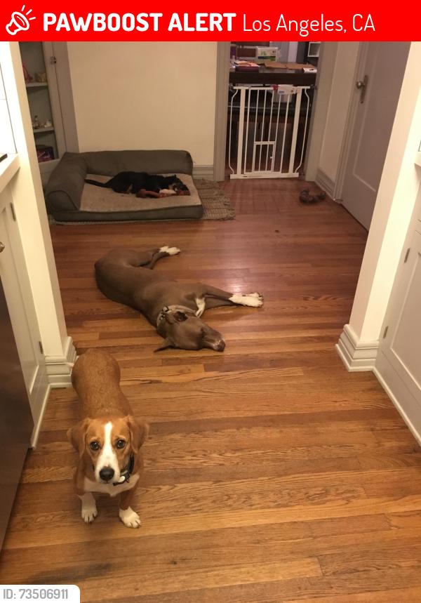 Lost Male Dog last seen Granville, Los Angeles, CA 90064