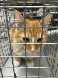 Shelter Stray Male Cat last seen Near BLOCK W CHARLESTON BLVD, 655 N Mojave Rd, Las Vegas, NV 89101, USA