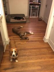 Lost Male Dog last seen Granville, Los Angeles, CA 90064