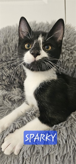 Shelter Stray Male Cat last seen Near BLOCK ETHEL AVE, 3528 Newburg Rd, Louisville, KY 40218, USA