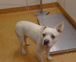 Shelter Stray Male Dog last seen ENRICO BLVD/FRUITRIDGE RD, 95820, 3839 Bradshaw Rd, Sacramento, CA 95827, USA