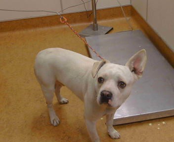 Shelter Stray Male Dog last seen ENRICO BLVD/FRUITRIDGE RD, 95820, 3839 Bradshaw Rd, Sacramento, CA 95827, USA