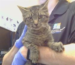 Shelter Stray Male Cat last seen ELK GROVE FLORIN RD AT CALVINE RD, 3839 Bradshaw Rd, Sacramento, CA 95827, USA