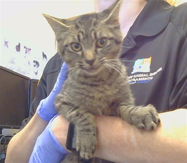 Shelter Stray Male Cat last seen ELK GROVE FLORIN RD AT CALVINE RD, 3839 Bradshaw Rd, Sacramento, CA 95827, USA