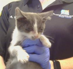 Shelter Stray Male Cat last seen EAST PKWY/FLORIN RD, 95823, 3839 Bradshaw Rd, Sacramento, CA 95827, USA