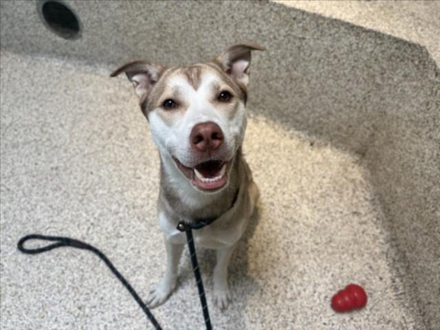 Shelter Stray Male Dog last seen , 3201 Lacy St, Los Angeles, CA 90031, USA
