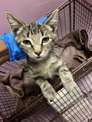 Shelter Stray Female Cat last seen Near BLOCK EASY AVE, LONG BEACH CA, 7700 E Spring St, Long Beach, CA 90815, USA