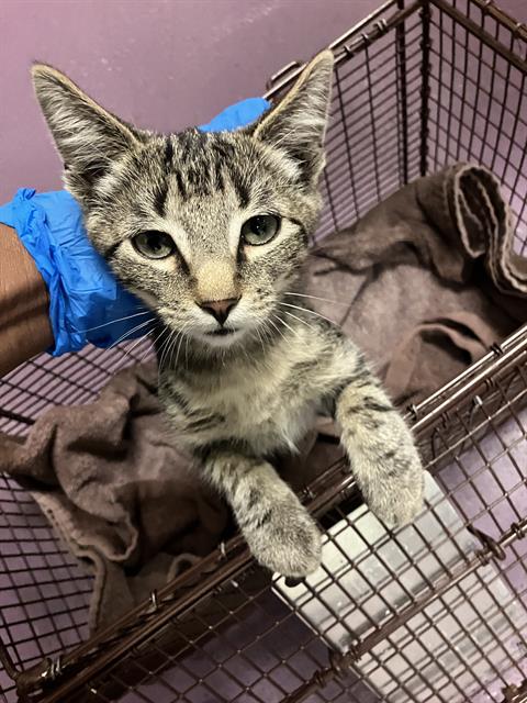 Shelter Stray Female Cat last seen Near BLOCK EASY AVE, LONG BEACH CA, 7700 E Spring St, Long Beach, CA 90815, USA